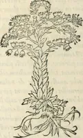 An illustration from [Les six livres de Pedacion Dioscoride d'Anazarbe de la matiere medicinale : translatez de latin en françois : a chacun chapitre sont aioustees certaines annotations fort doctes, & recueillies des plus excellens medecins, anciens, & modernes (1553)