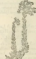 An illustration from [Les six livres de Pedacion Dioscoride d'Anazarbe de la matiere medicinale : translatez de latin en françois : a chacun chapitre sont aioustees certaines annotations fort doctes, & recueillies des plus excellens medecins, anciens, & modernes (1553)