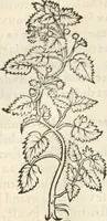 An illustration from [Les six livres de Pedacion Dioscoride d'Anazarbe de la matiere medicinale : translatez de latin en françois : a chacun chapitre sont aioustees certaines annotations fort doctes, & recueillies des plus excellens medecins, anciens, & modernes (1553)