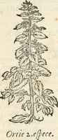 Picture 290 of 339 from [Les six livres de Pedacion Dioscoride d'Anazarbe de la matiere medicinale : translatez de latin en françois : a chacun chapitre sont aioustees certaines annotations fort doctes, & recueillies des plus excellens medecins, anciens, & modernes (1553), leaf 293