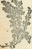 Picture 292 of 339 from [Les six livres de Pedacion Dioscoride d'Anazarbe de la matiere medicinale : translatez de latin en françois : a chacun chapitre sont aioustees certaines annotations fort doctes, & recueillies des plus excellens medecins, anciens, & modernes (1553), leaf 294