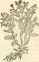 An illustration from [Les six livres de Pedacion Dioscoride d'Anazarbe de la matiere medicinale : translatez de latin en françois : a chacun chapitre sont aioustees certaines annotations fort doctes, & recueillies des plus excellens medecins, anciens, & modernes (1553)