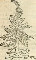 An illustration from [Les six livres de Pedacion Dioscoride d'Anazarbe de la matiere medicinale : translatez de latin en françois : a chacun chapitre sont aioustees certaines annotations fort doctes, & recueillies des plus excellens medecins, anciens, & modernes (1553)