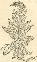 An illustration from [Les six livres de Pedacion Dioscoride d'Anazarbe de la matiere medicinale : translatez de latin en françois : a chacun chapitre sont aioustees certaines annotations fort doctes, & recueillies des plus excellens medecins, anciens, & modernes (1553)