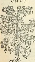 Picture 300 of 339 from [Les six livres de Pedacion Dioscoride d'Anazarbe de la matiere medicinale : translatez de latin en françois : a chacun chapitre sont aioustees certaines annotations fort doctes, & recueillies des plus excellens medecins, anciens, & modernes (1553), leaf 298