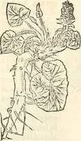 An illustration from [Les six livres de Pedacion Dioscoride d'Anazarbe de la matiere medicinale : translatez de latin en françois : a chacun chapitre sont aioustees certaines annotations fort doctes, & recueillies des plus excellens medecins, anciens, & modernes (1553)