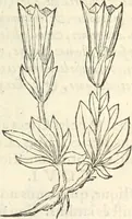 Picture 302 of 339 from [Les six livres de Pedacion Dioscoride d'Anazarbe de la matiere medicinale : translatez de latin en françois : a chacun chapitre sont aioustees certaines annotations fort doctes, & recueillies des plus excellens medecins, anciens, & modernes (1553), leaf 298