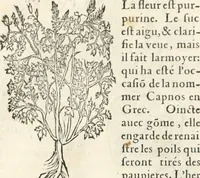 An illustration from [Les six livres de Pedacion Dioscoride d'Anazarbe de la matiere medicinale : translatez de latin en françois : a chacun chapitre sont aioustees certaines annotations fort doctes, & recueillies des plus excellens medecins, anciens, & modernes (1553)