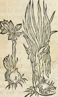 An illustration from [Les six livres de Pedacion Dioscoride d'Anazarbe de la matiere medicinale : translatez de latin en françois : a chacun chapitre sont aioustees certaines annotations fort doctes, & recueillies des plus excellens medecins, anciens, & modernes (1553)