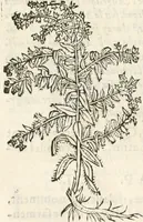 An illustration from [Les six livres de Pedacion Dioscoride d'Anazarbe de la matiere medicinale : translatez de latin en françois : a chacun chapitre sont aioustees certaines annotations fort doctes, & recueillies des plus excellens medecins, anciens, & modernes (1553)