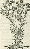 Picture 306 of 339 from [Les six livres de Pedacion Dioscoride d'Anazarbe de la matiere medicinale : translatez de latin en françois : a chacun chapitre sont aioustees certaines annotations fort doctes, & recueillies des plus excellens medecins, anciens, & modernes (1553), leaf 301