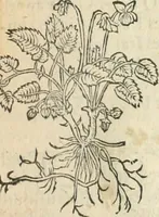 An illustration from [Les six livres de Pedacion Dioscoride d'Anazarbe de la matiere medicinale : translatez de latin en françois : a chacun chapitre sont aioustees certaines annotations fort doctes, & recueillies des plus excellens medecins, anciens, & modernes (1553)