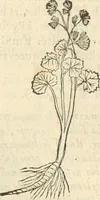 Picture 308 of 339 from [Les six livres de Pedacion Dioscoride d'Anazarbe de la matiere medicinale : translatez de latin en françois : a chacun chapitre sont aioustees certaines annotations fort doctes, & recueillies des plus excellens medecins, anciens, & modernes (1553), leaf 302