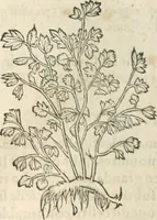 An illustration from [Les six livres de Pedacion Dioscoride d'Anazarbe de la matiere medicinale : translatez de latin en françois : a chacun chapitre sont aioustees certaines annotations fort doctes, & recueillies des plus excellens medecins, anciens, & modernes (1553)