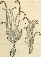 An illustration from [Les six livres de Pedacion Dioscoride d'Anazarbe de la matiere medicinale : translatez de latin en françois : a chacun chapitre sont aioustees certaines annotations fort doctes, & recueillies des plus excellens medecins, anciens, & modernes (1553)