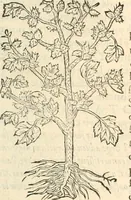 Picture 312 of 339 from [Les six livres de Pedacion Dioscoride d'Anazarbe de la matiere medicinale : translatez de latin en françois : a chacun chapitre sont aioustees certaines annotations fort doctes, & recueillies des plus excellens medecins, anciens, & modernes (1553), leaf 306
