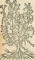An illustration from [Les six livres de Pedacion Dioscoride d'Anazarbe de la matiere medicinale : translatez de latin en françois : a chacun chapitre sont aioustees certaines annotations fort doctes, & recueillies des plus excellens medecins, anciens, & modernes (1553)