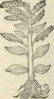 An illustration from [Les six livres de Pedacion Dioscoride d'Anazarbe de la matiere medicinale : translatez de latin en françois : a chacun chapitre sont aioustees certaines annotations fort doctes, & recueillies des plus excellens medecins, anciens, & modernes (1553)