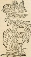 An illustration from [Les six livres de Pedacion Dioscoride d'Anazarbe de la matiere medicinale : translatez de latin en françois : a chacun chapitre sont aioustees certaines annotations fort doctes, & recueillies des plus excellens medecins, anciens, & modernes (1553)