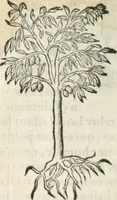 An illustration from [Les six livres de Pedacion Dioscoride d'Anazarbe de la matiere medicinale : translatez de latin en françois : a chacun chapitre sont aioustees certaines annotations fort doctes, & recueillies des plus excellens medecins, anciens, & modernes (1553)