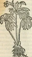 An illustration from [Les six livres de Pedacion Dioscoride d'Anazarbe de la matiere medicinale : translatez de latin en françois : a chacun chapitre sont aioustees certaines annotations fort doctes, & recueillies des plus excellens medecins, anciens, & modernes (1553)
