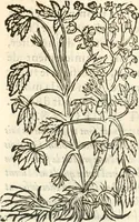 An illustration from [Les six livres de Pedacion Dioscoride d'Anazarbe de la matiere medicinale : translatez de latin en françois : a chacun chapitre sont aioustees certaines annotations fort doctes, & recueillies des plus excellens medecins, anciens, & modernes (1553)