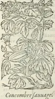 An illustration from [Les six livres de Pedacion Dioscoride d'Anazarbe de la matiere medicinale : translatez de latin en françois : a chacun chapitre sont aioustees certaines annotations fort doctes, & recueillies des plus excellens medecins, anciens, & modernes (1553)