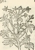An illustration from [Les six livres de Pedacion Dioscoride d'Anazarbe de la matiere medicinale : translatez de latin en françois : a chacun chapitre sont aioustees certaines annotations fort doctes, & recueillies des plus excellens medecins, anciens, & modernes (1553)