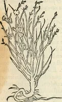 An illustration from [Les six livres de Pedacion Dioscoride d'Anazarbe de la matiere medicinale : translatez de latin en françois : a chacun chapitre sont aioustees certaines annotations fort doctes, & recueillies des plus excellens medecins, anciens, & modernes (1553)