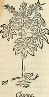 An illustration from [Les six livres de Pedacion Dioscoride d'Anazarbe de la matiere medicinale : translatez de latin en françois : a chacun chapitre sont aioustees certaines annotations fort doctes, & recueillies des plus excellens medecins, anciens, & modernes (1553)