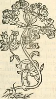 An illustration from [Les six livres de Pedacion Dioscoride d'Anazarbe de la matiere medicinale : translatez de latin en françois : a chacun chapitre sont aioustees certaines annotations fort doctes, & recueillies des plus excellens medecins, anciens, & modernes (1553)