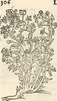 An illustration from [Les six livres de Pedacion Dioscoride d'Anazarbe de la matiere medicinale : translatez de latin en françois : a chacun chapitre sont aioustees certaines annotations fort doctes, & recueillies des plus excellens medecins, anciens, & modernes (1553)