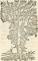 Picture 325 of 339 from [Les six livres de Pedacion Dioscoride d'Anazarbe de la matiere medicinale : translatez de latin en françois : a chacun chapitre sont aioustees certaines annotations fort doctes, & recueillies des plus excellens medecins, anciens, & modernes (1553), leaf 319