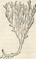 An illustration from [Les six livres de Pedacion Dioscoride d'Anazarbe de la matiere medicinale : translatez de latin en françois : a chacun chapitre sont aioustees certaines annotations fort doctes, & recueillies des plus excellens medecins, anciens, & modernes (1553)