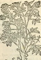 An illustration from [Les six livres de Pedacion Dioscoride d'Anazarbe de la matiere medicinale : translatez de latin en françois : a chacun chapitre sont aioustees certaines annotations fort doctes, & recueillies des plus excellens medecins, anciens, & modernes (1553)