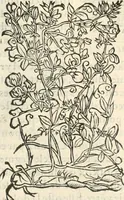 An illustration from [Les six livres de Pedacion Dioscoride d'Anazarbe de la matiere medicinale : translatez de latin en françois : a chacun chapitre sont aioustees certaines annotations fort doctes, & recueillies des plus excellens medecins, anciens, & modernes (1553)