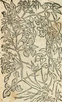 An illustration from [Les six livres de Pedacion Dioscoride d'Anazarbe de la matiere medicinale : translatez de latin en françois : a chacun chapitre sont aioustees certaines annotations fort doctes, & recueillies des plus excellens medecins, anciens, & modernes (1553)