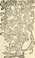 An illustration from [Les six livres de Pedacion Dioscoride d'Anazarbe de la matiere medicinale : translatez de latin en françois : a chacun chapitre sont aioustees certaines annotations fort doctes, & recueillies des plus excellens medecins, anciens, & modernes (1553)