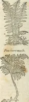 An illustration from [Les six livres de Pedacion Dioscoride d'Anazarbe de la matiere medicinale : translatez de latin en françois : a chacun chapitre sont aioustees certaines annotations fort doctes, & recueillies des plus excellens medecins, anciens, & modernes (1553)