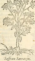 Picture 335 of 339 from [Les six livres de Pedacion Dioscoride d'Anazarbe de la matiere medicinale : translatez de latin en françois : a chacun chapitre sont aioustees certaines annotations fort doctes, & recueillies des plus excellens medecins, anciens, & modernes (1553), leaf 326