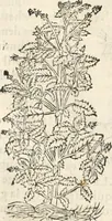 An illustration from [Les six livres de Pedacion Dioscoride d'Anazarbe de la matiere medicinale : translatez de latin en françois : a chacun chapitre sont aioustees certaines annotations fort doctes, & recueillies des plus excellens medecins, anciens, & modernes (1553)