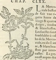 An illustration from [Les six livres de Pedacion Dioscoride d'Anazarbe de la matiere medicinale : translatez de latin en françois : a chacun chapitre sont aioustees certaines annotations fort doctes, & recueillies des plus excellens medecins, anciens, & modernes (1553)