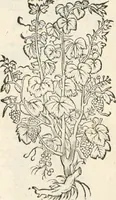 Picture 339 of 339 from [Les six livres de Pedacion Dioscoride d'Anazarbe de la matiere medicinale : translatez de latin en françois : a chacun chapitre sont aioustees certaines annotations fort doctes, & recueillies des plus excellens medecins, anciens, & modernes (1553), leaf 329