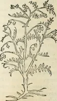 Picture 15 of 339 from [Les six livres de Pedacion Dioscoride d'Anazarbe de la matiere medicinale : translatez de latin en françois : a chacun chapitre sont aioustees certaines annotations fort doctes, & recueillies des plus excellens medecins, anciens, & modernes (1553), leaf 51