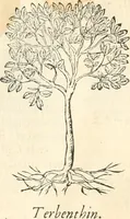Picture 16 of 339 from [Les six livres de Pedacion Dioscoride d'Anazarbe de la matiere medicinale : translatez de latin en françois : a chacun chapitre sont aioustees certaines annotations fort doctes, & recueillies des plus excellens medecins, anciens, & modernes (1553), leaf 52