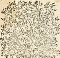 An illustration from [Les six livres de Pedacion Dioscoride d'Anazarbe de la matiere medicinale : translatez de latin en françois : a chacun chapitre sont aioustees certaines annotations fort doctes, & recueillies des plus excellens medecins, anciens, & modernes (1553)