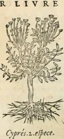 Picture 18 of 339 from [Les six livres de Pedacion Dioscoride d'Anazarbe de la matiere medicinale : translatez de latin en françois : a chacun chapitre sont aioustees certaines annotations fort doctes, & recueillies des plus excellens medecins, anciens, & modernes (1553), leaf 57