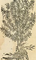 An illustration from [Les six livres de Pedacion Dioscoride d'Anazarbe de la matiere medicinale : translatez de latin en françois : a chacun chapitre sont aioustees certaines annotations fort doctes, & recueillies des plus excellens medecins, anciens, & modernes (1553)