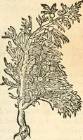 An illustration from [Les six livres de Pedacion Dioscoride d'Anazarbe de la matiere medicinale : translatez de latin en françois : a chacun chapitre sont aioustees certaines annotations fort doctes, & recueillies des plus excellens medecins, anciens, & modernes (1553)