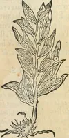 An illustration from [Les six livres de Pedacion Dioscoride d'Anazarbe de la matiere medicinale : translatez de latin en françois : a chacun chapitre sont aioustees certaines annotations fort doctes, & recueillies des plus excellens medecins, anciens, & modernes (1553)